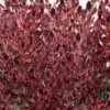 Coprosma Pacific Dawn -MAO PLANTES Magasin Coprosma Pacific Dawn 88788 1