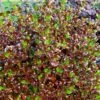Coprosma Pacific Night -MAO PLANTES Magasin Coprosma repens Pacific Night 88789 1