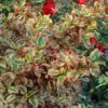 Coprosma Repens Pink Splendor -MAO PLANTES Magasin Coprosma repens Pink Splendor LD 18454 1