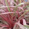 Cordyline Can Can -MAO PLANTES Magasin Cordyline Can Can 84799 1