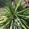 Cordyline Ti Tawhiti -MAO PLANTES Magasin Cordyline Ti Tawhiti LD 18255 1