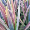 Cordyline Australis Mint Chocolate 1 Cordyline Australis Mint Chocolate -MAO PLANTES Magasin Cordyline australis Mint Chocolate V 18456 1