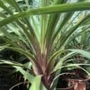 Cordyline Australis Peko -MAO PLANTES Magasin Cordyline australis Peko copyright 8998111 1
