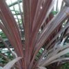 Cordyline Australis Red Star -MAO PLANTES Magasin Cordyline australis Red Star 7900 1