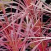 Cordyline Australis Southern Splendour -MAO PLANTES Magasin Cordyline australis Southern Splendour 83278 1