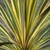 Cordyline Australis Torbay Dazzler -MAO PLANTES Magasin Cordyline australis Torbay Dazzler 83280 1