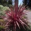Cordyline Banksii Electric Pink -MAO PLANTES Magasin Cordyline banksii Electric Pink 100458 1