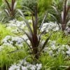 Cordyline Obtecta Superstar -MAO PLANTES Magasin Cordyline obtecta Superstar 87381 1
