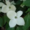 Cornus Eddie's White Wonder - Cornouiller Hybride. -MAO PLANTES Magasin Cornus Eddie s White Wonder 83894 1