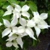 Cornus Kousa Weisse Fontaine - Cornouiller Du Japon -MAO PLANTES Magasin Cornus Kousa Weisse Fontaine 84012 1