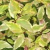 Cornus Alba Gouchaultii - Cornouiller Blanc -MAO PLANTES Magasin Cornus alba Gouchaultii 84002 1