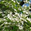 Cornus Ascona - Cornouiller à Fleurs -MAO PLANTES Magasin Cornus nuttallii ld Stan Shebs 781582 1
