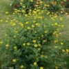 Coronille - Coronilla Valentina Subsp. Glauca Selection -MAO PLANTES Magasin Coronilla valentina subsp glauca Selection 82797 1