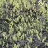 Corylopsis Spicata - Faux Noisetier -MAO PLANTES Magasin Corylopsis spicata ld wallygrom 781583 1