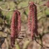 Noisetier Tortueux Pourpre - Corylus Avellana Red Majestic -MAO PLANTES Magasin Corylus red majestic copyright sapho 7625 1