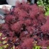 Cotinus Coggygria Dusky Maiden - Arbre à Perruques -MAO PLANTES Magasin Cotinus coggygria Dusky Maiden 781666 1 1