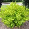 Cotinus Coggygria Golden Lady - Arbre à Perruque -MAO PLANTES Magasin Cotinus coggygria Golden Lady 82798 1 2