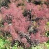 Cotinus Coggygria Lilla - Arbre à Perruque Nain. -MAO PLANTES Magasin Cotinus coggygria Lilla 82791 1 1