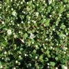 Cotoneaster Congestus -MAO PLANTES Magasin Cotoneaster congestus 87233 1