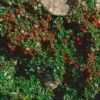 Cotoneaster Procumbens Streibs Findling - Cotonéaster Rampant -MAO PLANTES Magasin Cotoneaster procumbens Streibs Findling 87474 1