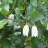 Crinodendron Patagua -MAO PLANTES Magasin Crinodendron patagua 82650 1
