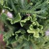 Cèdre Du Japon Cristata - Cryptomeria Japonica -MAO PLANTES Magasin Cryptomeria japonica Cristata 87747 1
