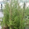 Cupressus Macrocarpa - Cyprès De Lambert -MAO PLANTES Magasin Cupressus macrocarpa 83282 1