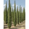Cupressus Sempervirens Garda - Cyprès D'Italie, De Provence 1 Cupressus Sempervirens Garda - Cyprès D'Italie, De Provence -MAO PLANTES Magasin Cupressus sempervirens Garda 1004842 1