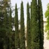 Cupressus Sempervirens Stricta - Cyprès D'Italie -MAO PLANTES Magasin Cupressus sempervirens Stricta 83283 1