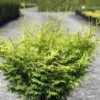 Cyprès Hinoki Du Japon - Chamaecyparis Obtusa Lucas -MAO PLANTES Magasin Cypres hinoki du Japon Chamaecyparis obtusa Lucas IF 1002451 1