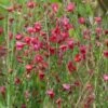Genêt à Balais - Cytisus Boskoop Ruby 2 Genêt à Balais - Cytisus Boskoop Ruby -MAO PLANTES Magasin Cytisus Boskoop Ruby 781591 1