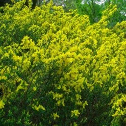 Cytisus Decumbens - Genêt Rampant