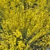 Genêt Précoce - Cytisus Praecox Allgold -MAO PLANTES Magasin Cytisus praecox Allgold 781597 1