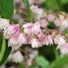 Deutzia Scabra Codsall Pink - Deutzie -MAO PLANTES Magasin DEUTZIA 781605 1