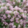 Deutzia Hybride Mont Rose - Deutzie 2 Deutzia Hybride Mont Rose - Deutzie -MAO PLANTES Magasin DEUTZIA HYBRIDA MONT ROSE 781601 1