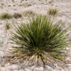 Dasylirion Leiophyllum - Dasylire Ou Sotol Vert -MAO PLANTES Magasin Dasylirion leiophyllum 89896 1