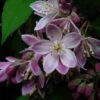 Deutzia Perle Rose - Deutzie -MAO PLANTES Magasin Deutzia Perle Rose 7819 1