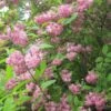 Deutzia Hybrida Strawberry Fields - Deutzie -MAO PLANTES Magasin Deutzia Strawberry Fields 781602 1