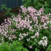 Deutzia Yuki Cherry Blossom -MAO PLANTES Magasin Deutzia Yuki Cherry Blossom 82338 1