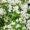 Deutzia Yuki Snowflake - Deutzie -MAO PLANTES Magasin Deutzia Yuki Snowflake 84477 1