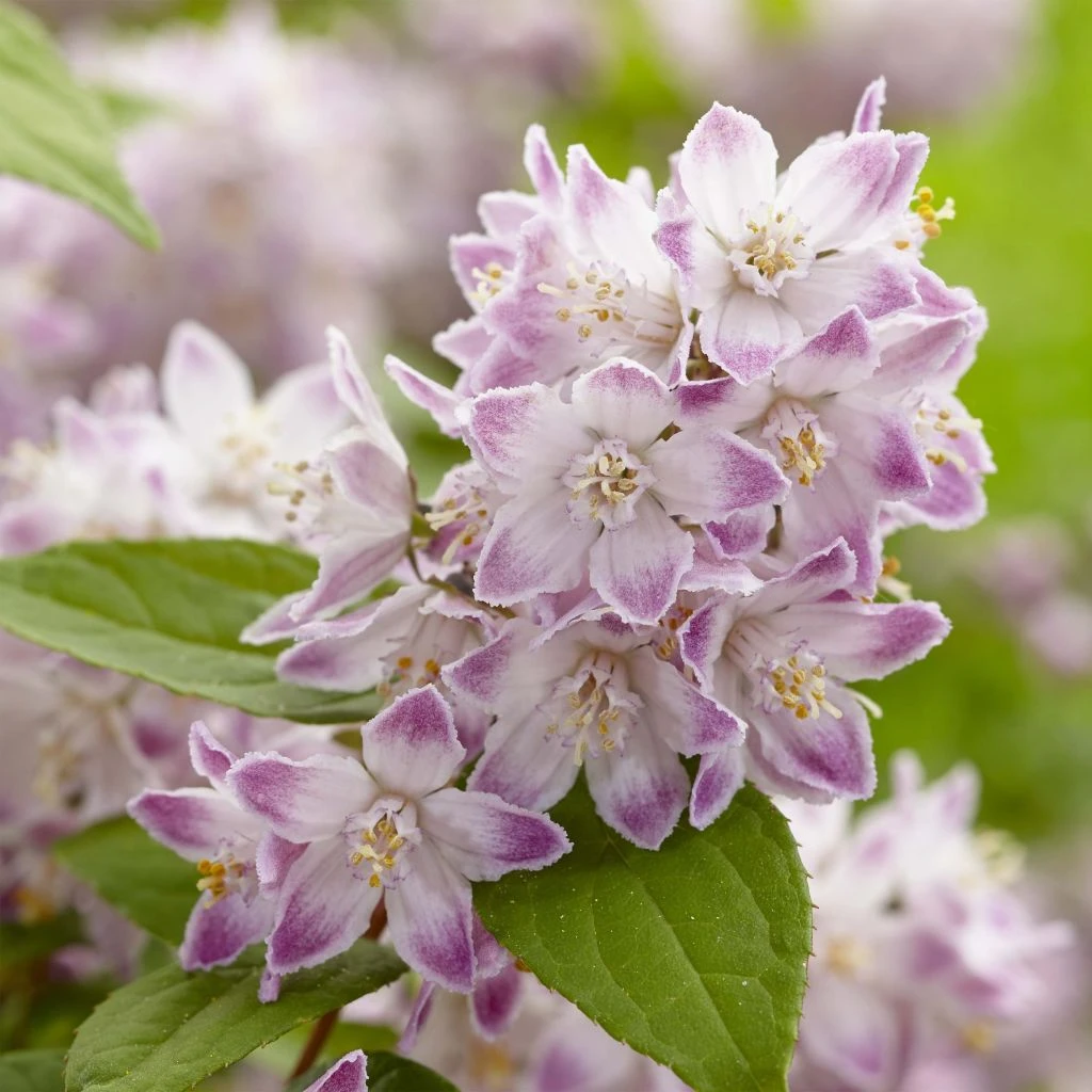 Deutzia Hybride Raspberry Sundae - Deutzie 3 Deutzia Hybride Raspberry Sundae - Deutzie
