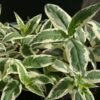 Diervilla Sessilifolia Cool Splash -MAO PLANTES Magasin Diervilla sessilifolia Cool Splash 9593 1