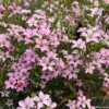 Diosma Pink Diamond -MAO PLANTES Magasin Diosma Pink diamond IF 166510 1