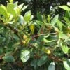 Distylium Racemosum -MAO PLANTES Magasin Distylium racemosum 82733 1