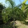 Dypsis Plumosa - Palmier Plumeux -MAO PLANTES Magasin Dypsis plumosa 89853 1