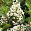 Escallonia Iveyi -MAO PLANTES Magasin ESCALLONIA IVEYI 781610 1