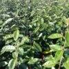 Elaeagnus Ebbingei Compacta - Chalef -MAO PLANTES Magasin Elaeagnus ebbingei Compacta 84055 1