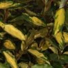Elaeagnus Ebbingei Eleador - Chalef -MAO PLANTES Magasin Elaeagnus ebbingei Eleador 84048 1