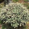 Elaeagnus Pungens Hosuba Fukurin - Chalef Panaché -MAO PLANTES Magasin Elaeagnus pungens Hosuba Fukurin 781598 1