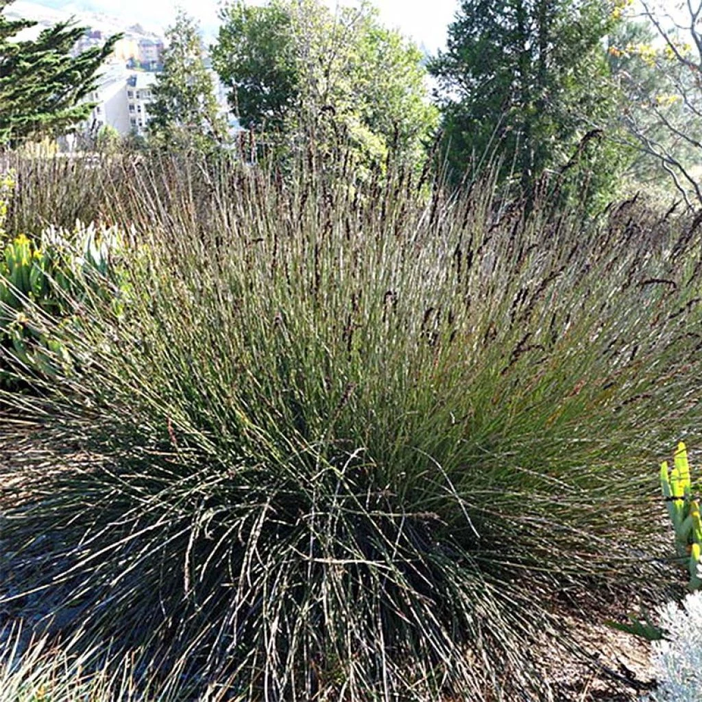 Elegia Elephantina - Restio 3 Elegia Elephantina - Restio